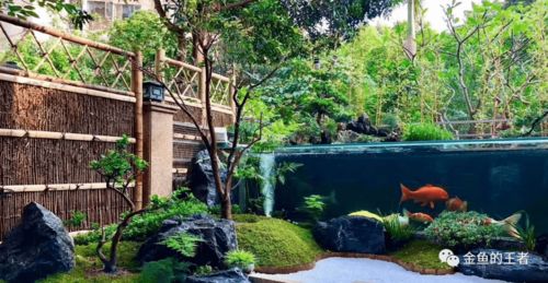 天津大盛潘六叔國(guó)壽精品錦鯉與專業(yè)魚(yú)糧 秋冬季養(yǎng)護(hù)指南